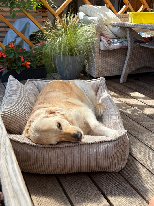 Lodie Corduroy Memory Foam Dog Sofa – Olive Green, M