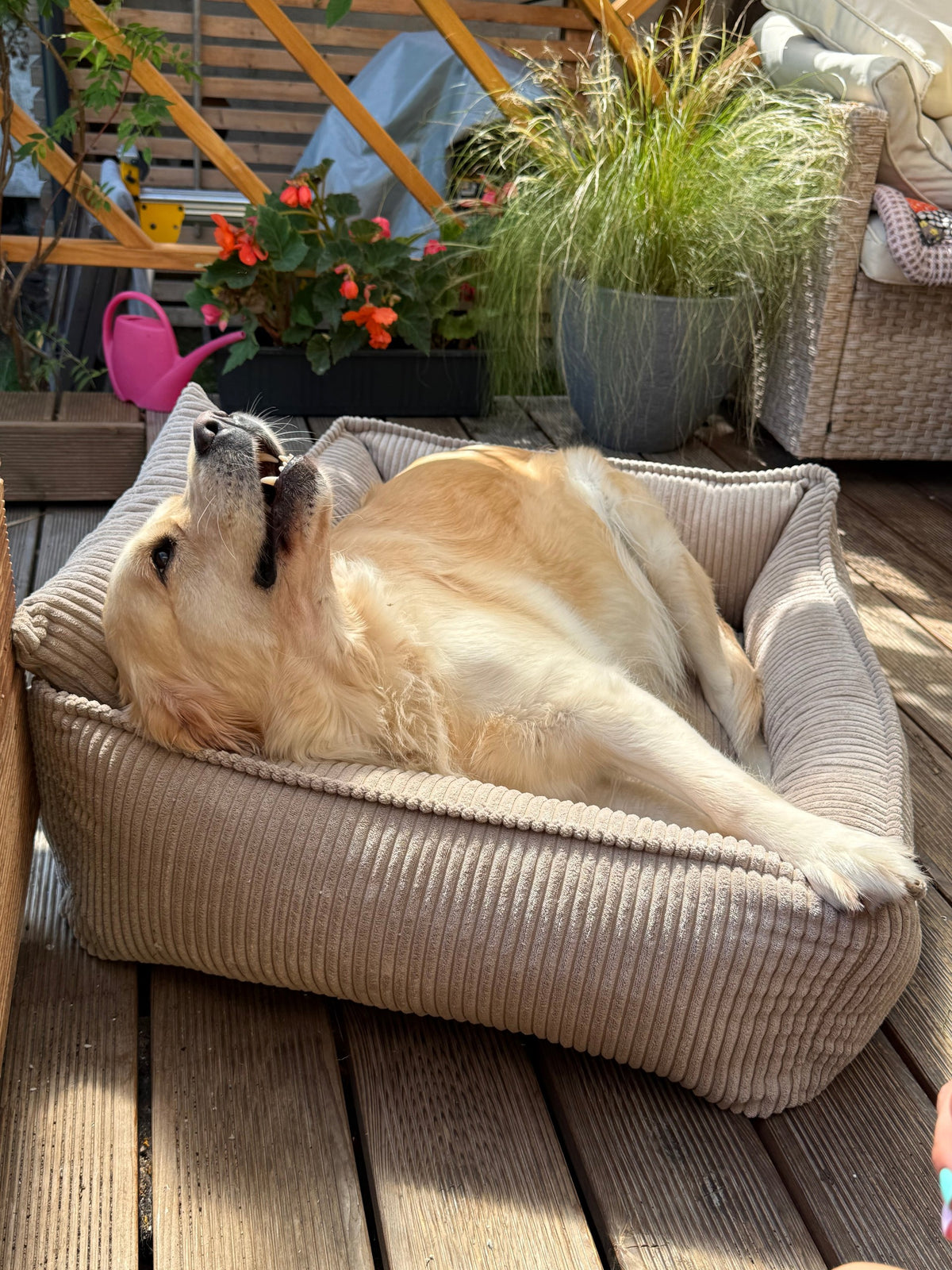 Lodie Corduroy Memory Foam Dog Sofa – Olive Green, S